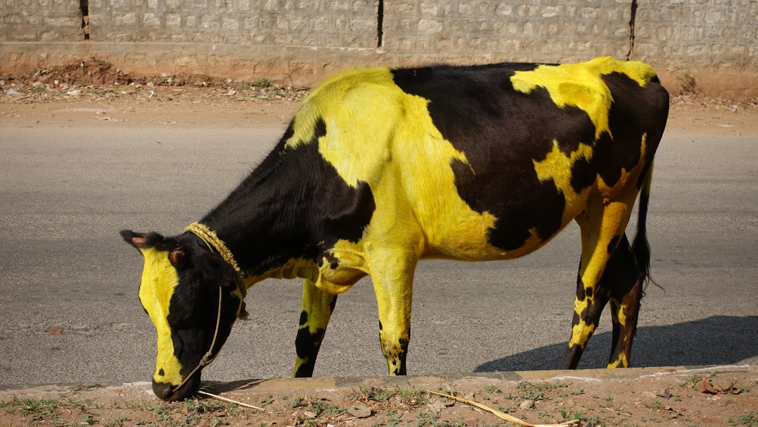 Schwarz-gelbe Kuh bemalt zum Erntedankfest der Hindus