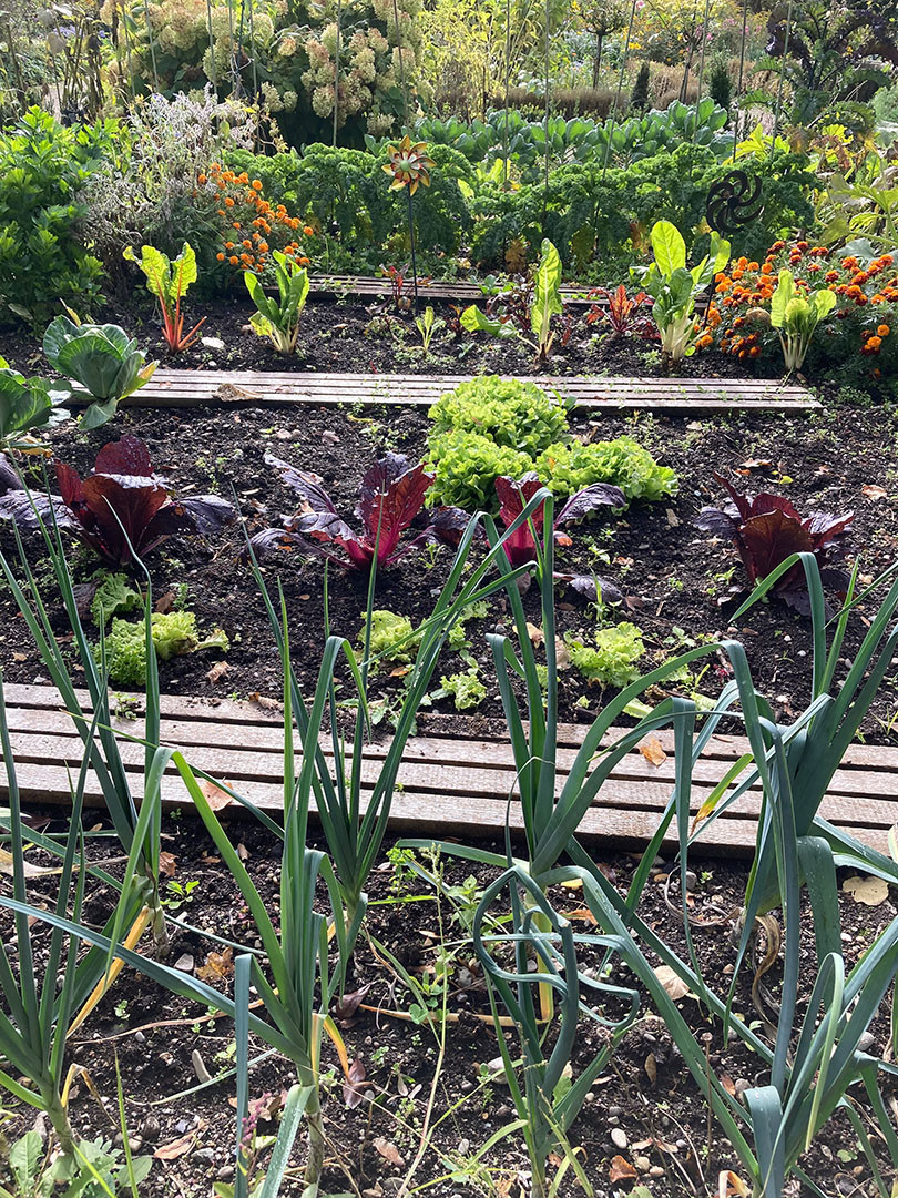 Gemüse im Garten im Gegenlicht