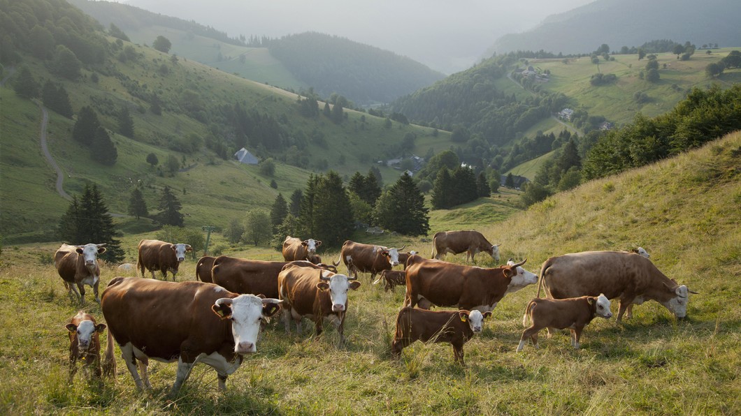 Klimaschützer bei der Arbeit? Kühe und Kälber grasen bei Hofsgrund im Schwarzwald.