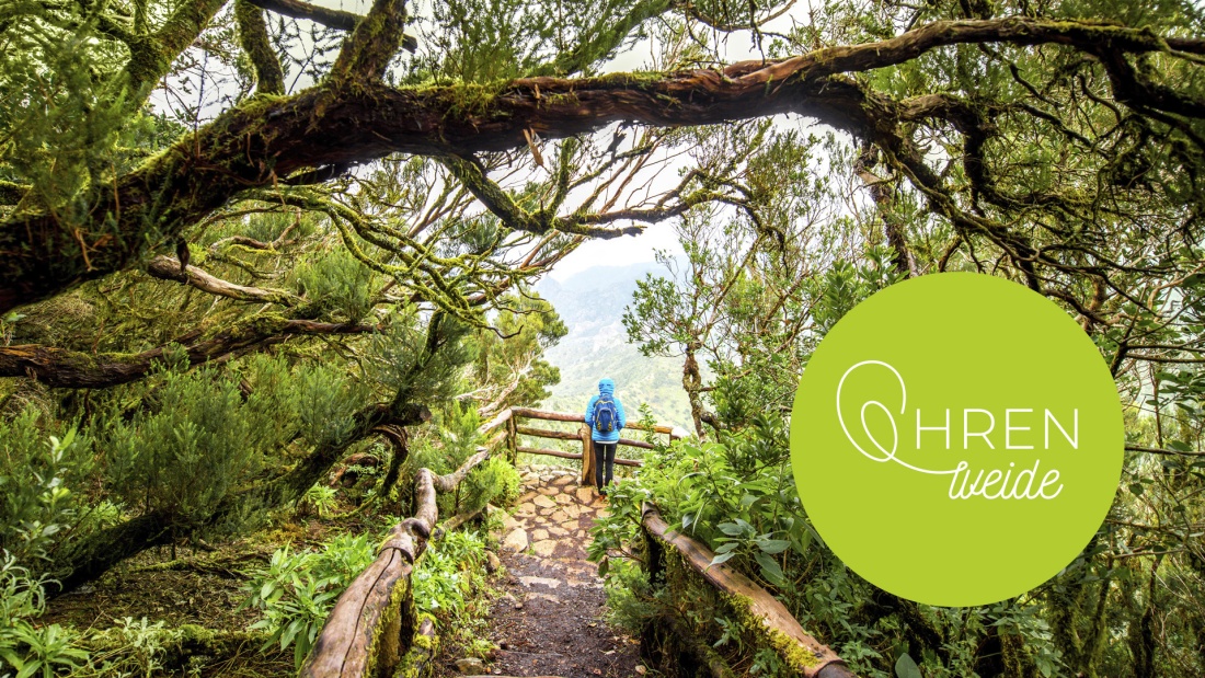 Wald mit bemoosten Bäumen auf La Gomera