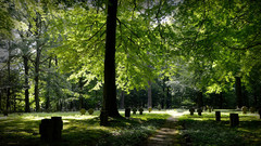 Friedhof mit Grabsteinen im Sonnenlicht