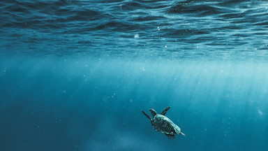 Schildkröte im Ozean