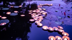 Kerzen schwimmen im Wasser mit Seerosen