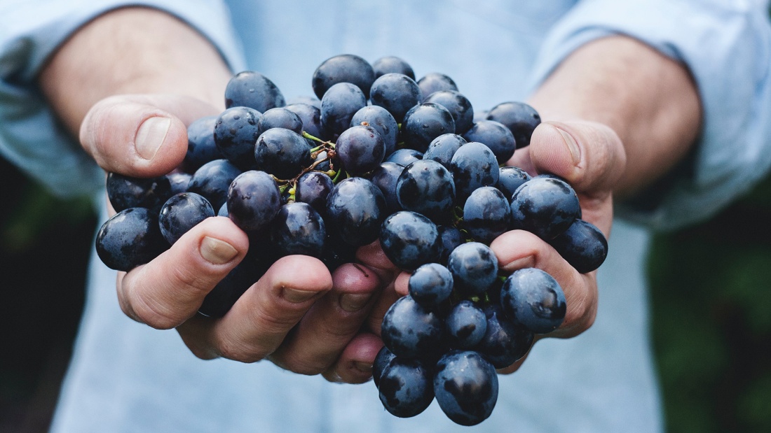 blaue Weintrauben in Händen