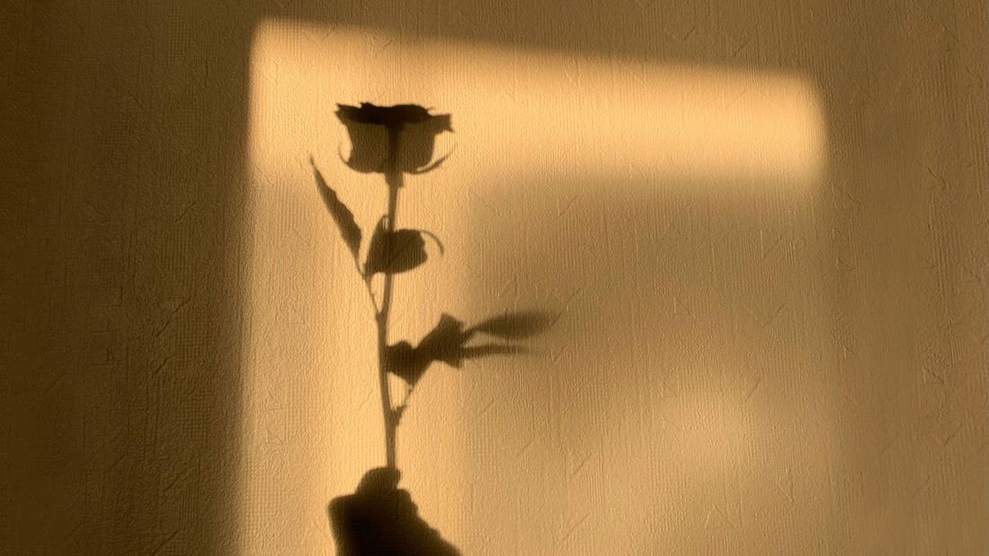 Schatten einer Rose, die verschenkt wird