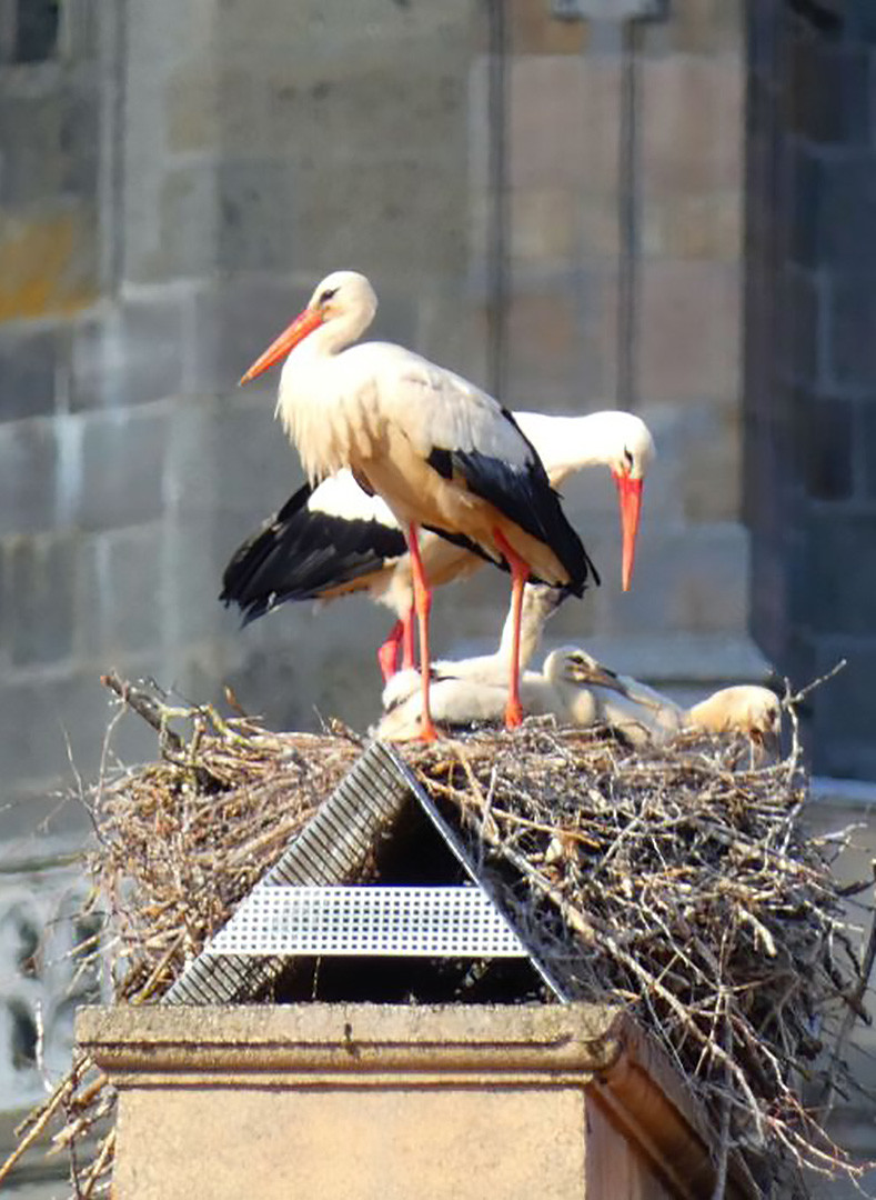 Störche im Nest