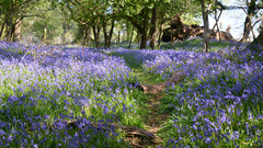 Wald mit blau-violett blühenden Frühlingsblumen