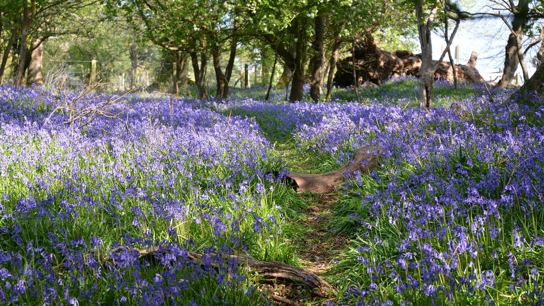 Wald mit blau-violett blühenden Frühlingsblumen