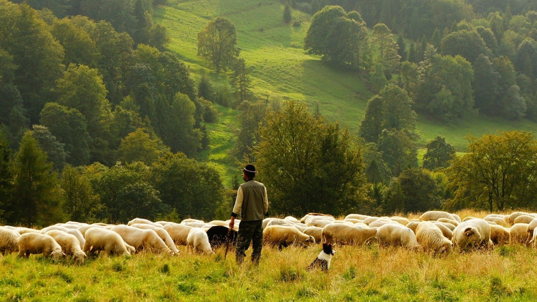 Schäfer mit seinen Schafen auf der Weide