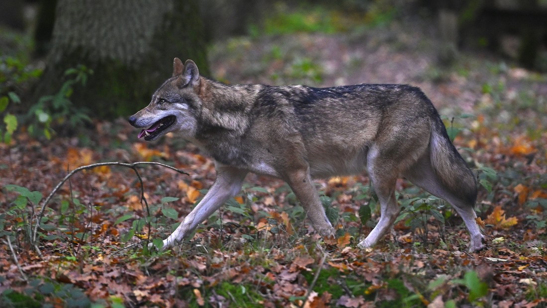 Europäischer Wolf