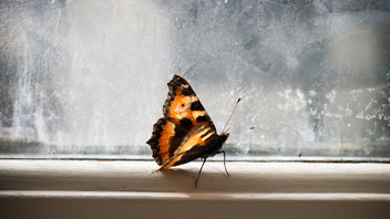 Ein Schmetterling sitzt auf einem Fensterbrett