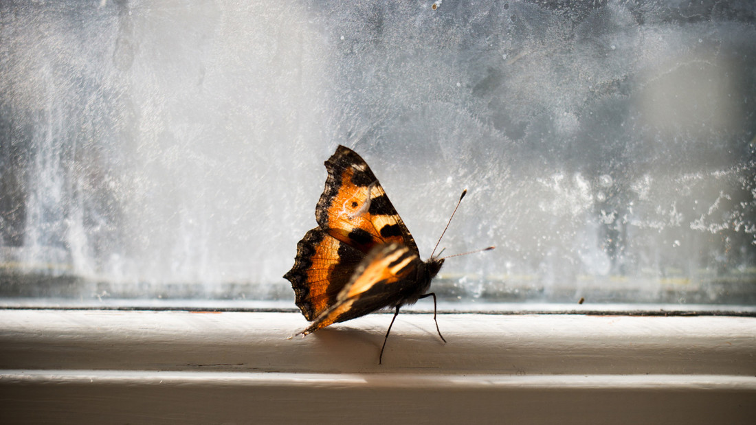 Ein Schmetterling sitzt auf einem Fensterbrett