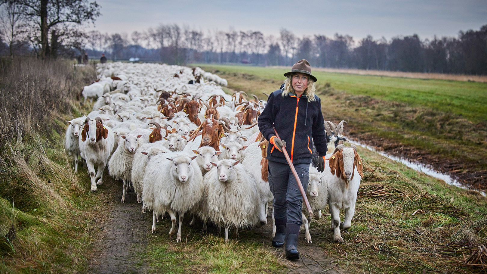 Schafe im Freistätter Moor bei Sulingen