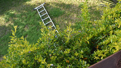Leiter liegt umgekippt im Garten