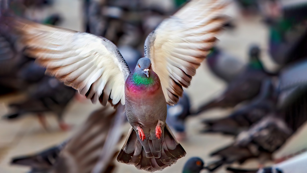 Eine Taube im Flug mit aufgespannten Flügeln.