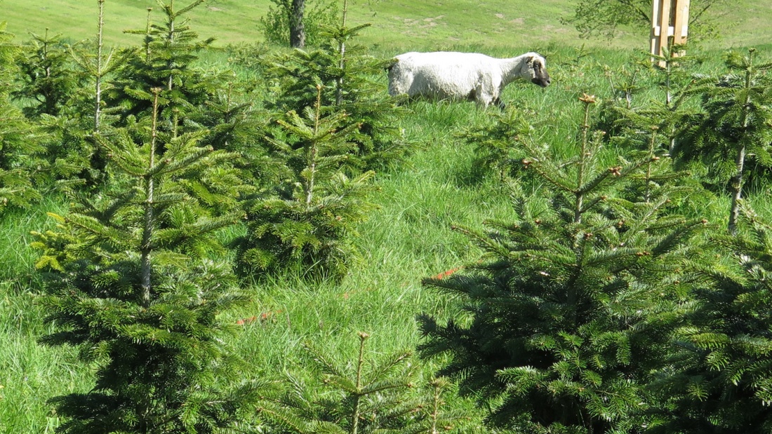 Bio Weihnachtsbäume werden auf Schafweiden gezüchtet.