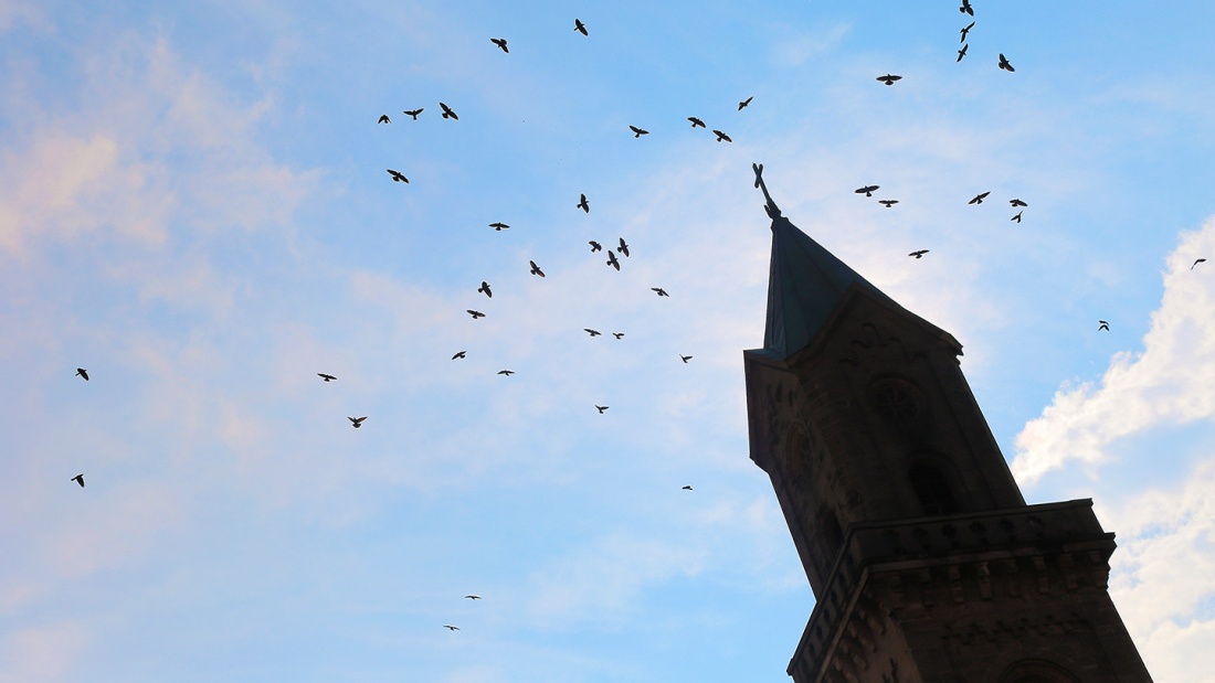 Kirchturm wird umschwirrt von unruhigen Vögeln