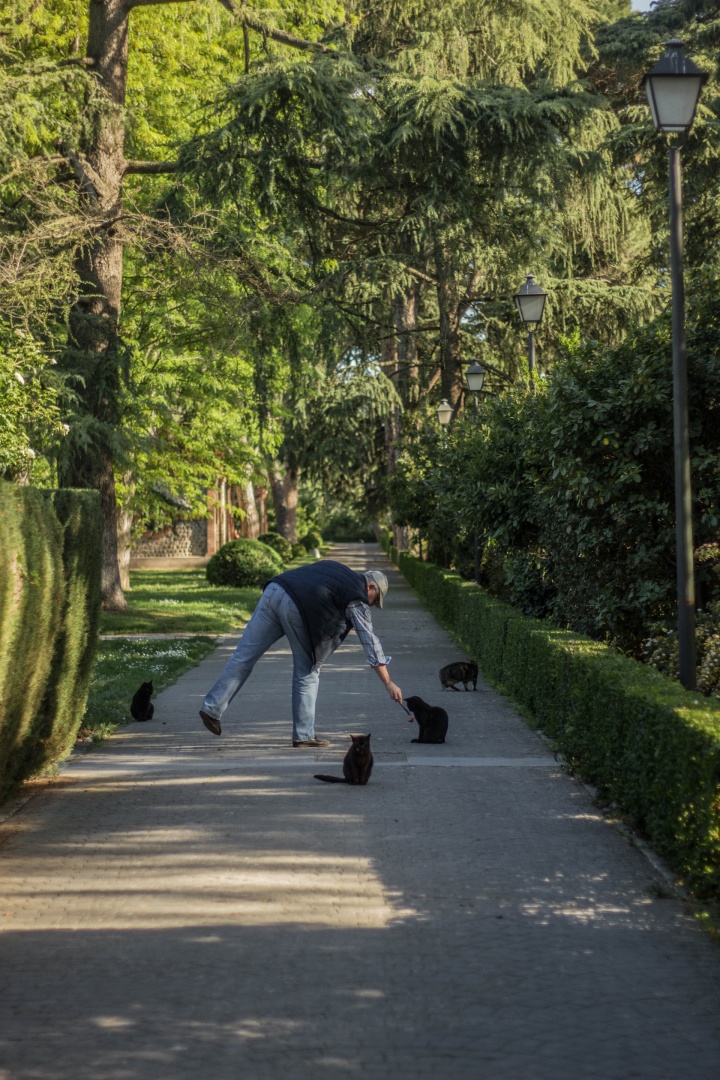 älterer Mann füttert Katzen auf Straße