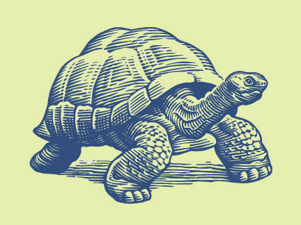 Illustration einer Schildkröte