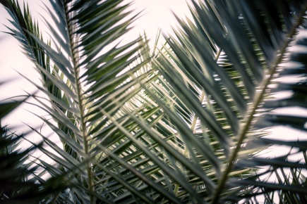 Palmzweige