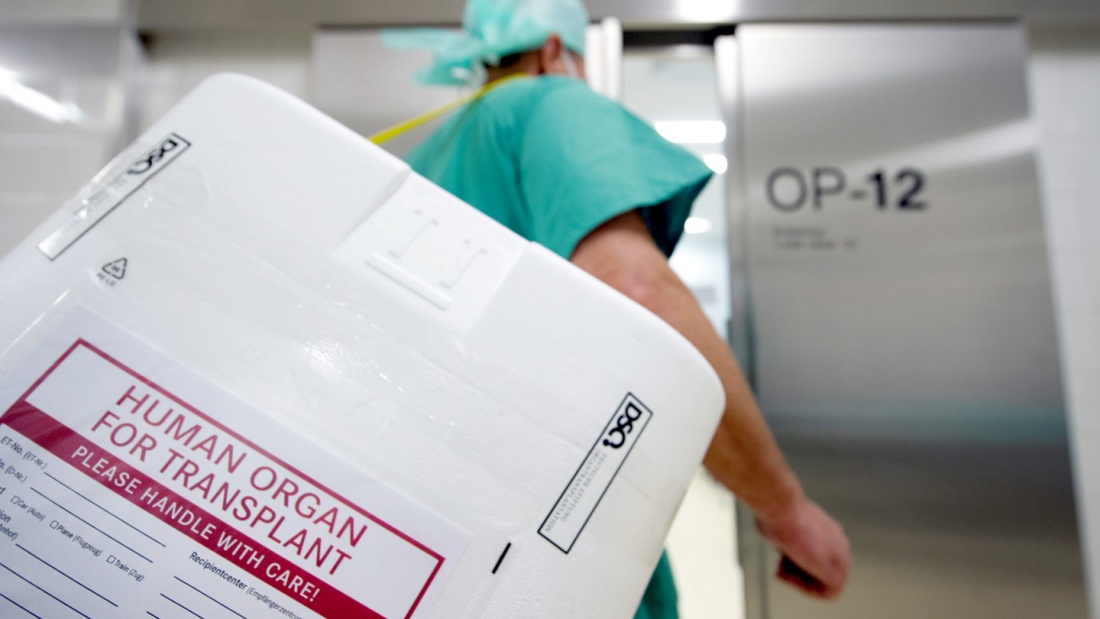 Ein Styropor-Behälter zum Transport von zur Transplantation vorgesehenen Organen. 