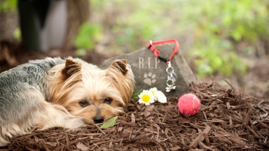 Hund neben Grab auf Tierfriedhof 