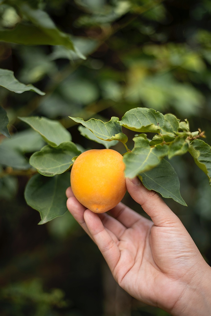 Frucht am Baum