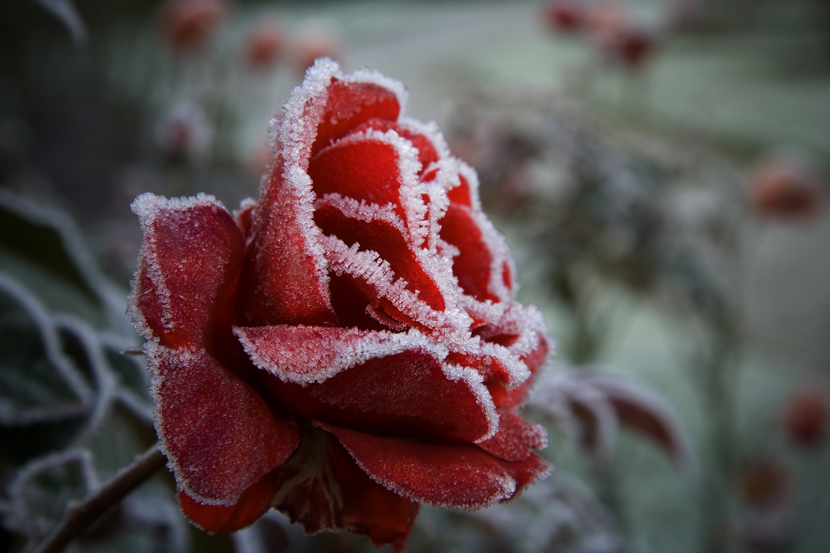 Rose mit Eiskristallen