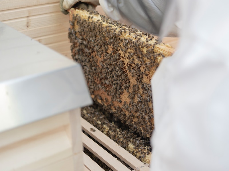 Bienen auf einem Holzrahmen im Bienenstock