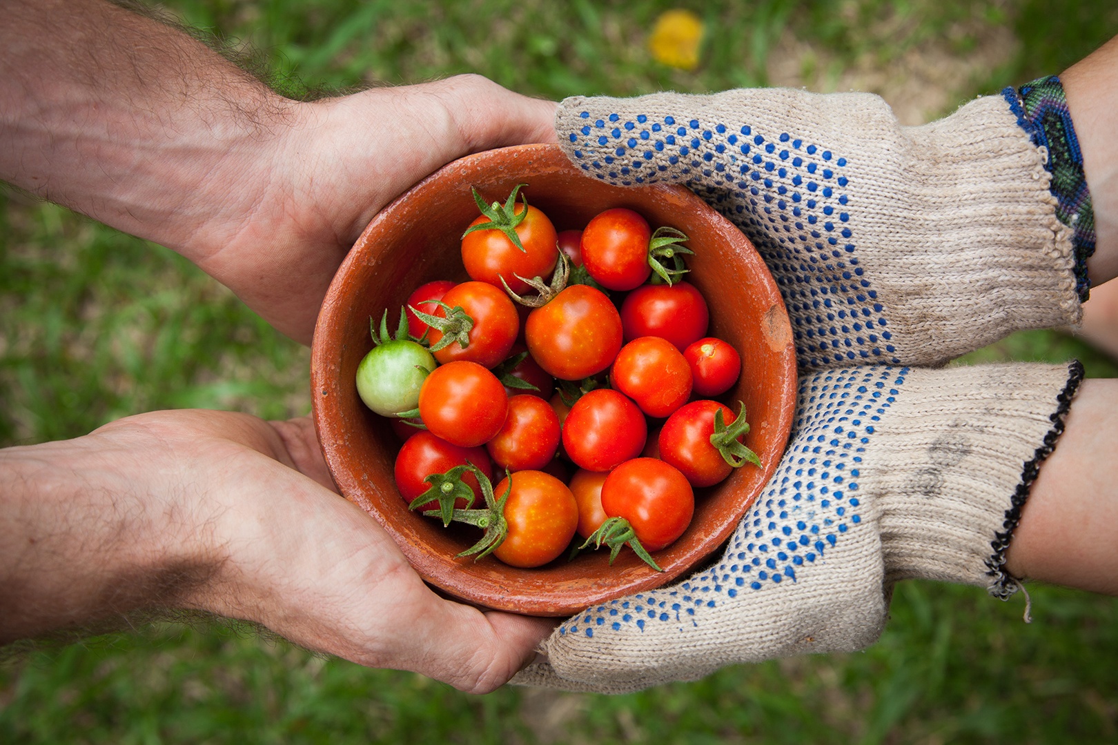 Hänge übergeben Tomatenernte