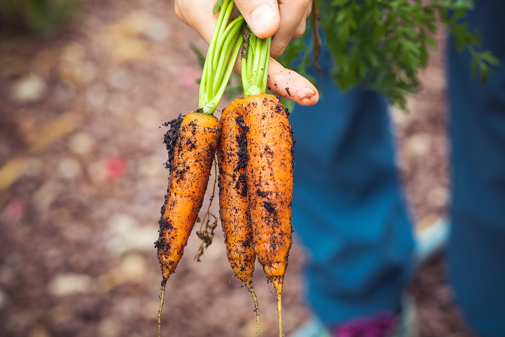 Karottenenrte