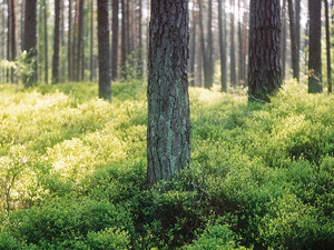 Wald-Bild