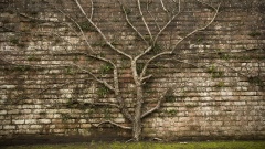 Baum mit vielen Ästen rankt an Mauer hoch