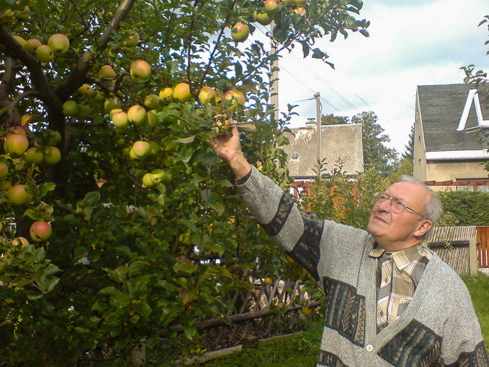 Ein älterer Herr in grauer Strickweste steht neben einem Apfelbaum und streckt die Hand empor zu einem der Äste