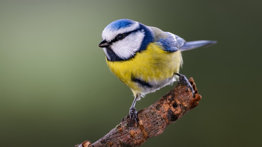 Blaumeise gehört zu beliebtesten deutschen Gartenvögeln