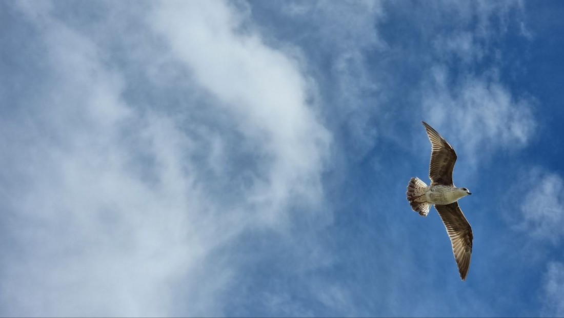 Eine Möwe fliegt im starken Wind an der Küste von Nazaré.