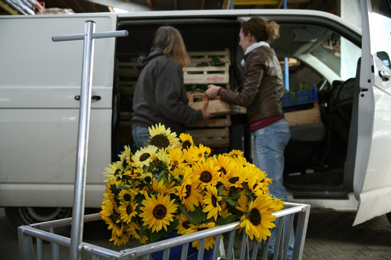 Sonnenblumen und Herbstgemüse