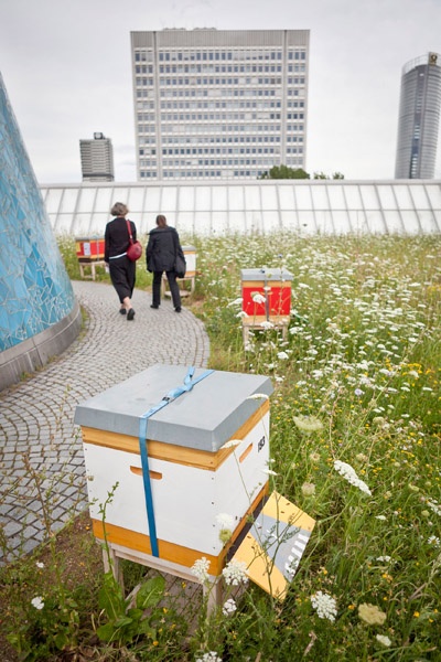 aus der Bundeskunsthalle in Bonn wohnen 12 Bienenvölker