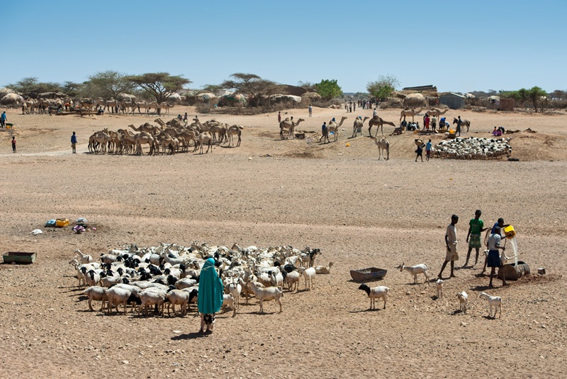 Die einzigen Brunnen in der Umgebung von Haahi, Somaliland, befinden sich in einem ausgetrocknetem Flussbett. Aus weiter Umgebung kommen hier die Familien zusammen, um ihre Tiere zu tränken. 
