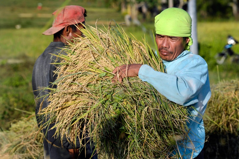 Taifun Haiyan zerstörte 2013 die komplette Ernte.