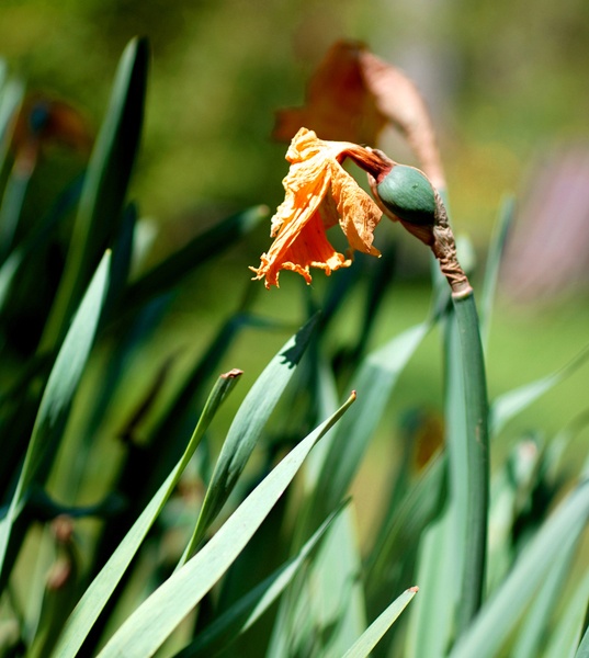 Verblühten Narzissen, Hyazinthen und Tulpen den Kopf abschneiden