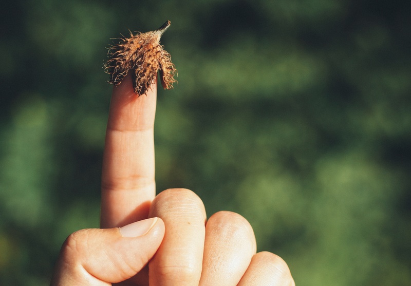 Auf dem Zeigefinger einer ausgestreckten Hand steckt eine Buchecker. 