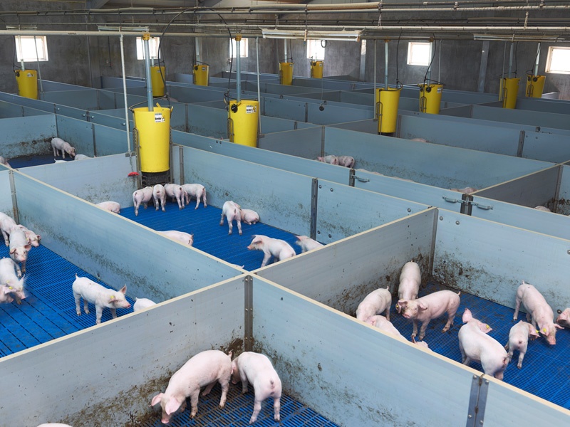 Schweine in einem großen, abgeteilten Stall.