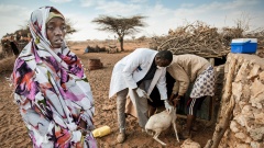 Tierärzte der Organisation "Tierärzte ohne Grenzen" impfen Ziegen und Schafe in Somalia
