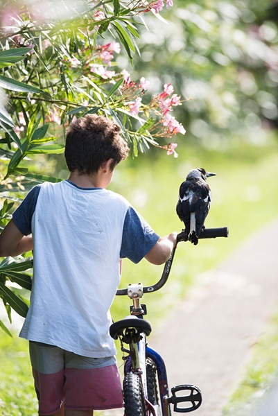 Elster auf dem Lenker eines Kinderfahrrads