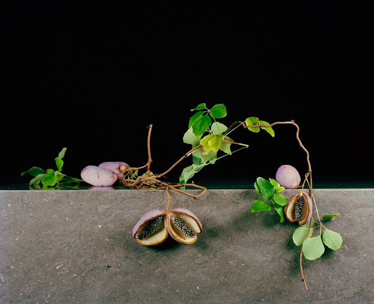 Titel "Wundergewächs" aus der Fotoserie "SchönerHeit" von Julia Krahn