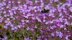 Grabbepflanzunf mit Thymian zieht Bienen an