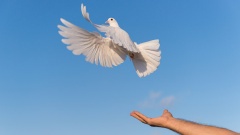Ausgestreckter Arm und ein weiße Taube vor blauem Himmel.