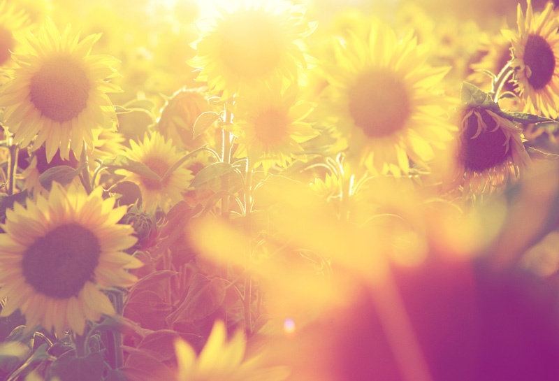  Feld mit Sonnenblumen.