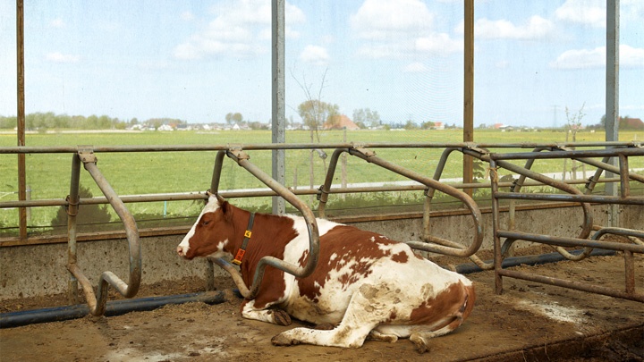 Kuh in einem verglasten Stall.